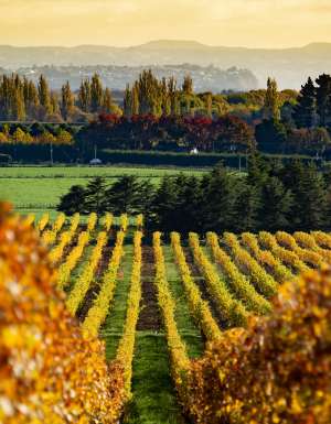 Autumn colour in the vineyard in the Hawkes Bay New Zealand