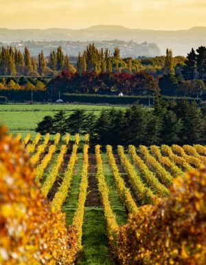 Autumn colour in the vineyard in the Hawkes Bay New Zealand