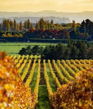 <p><i>From mystic mountains</i> <em>to boutique vineyards</em>: Discover 8 local favourites for the ultimate <strong>NZ</strong> trip</p>