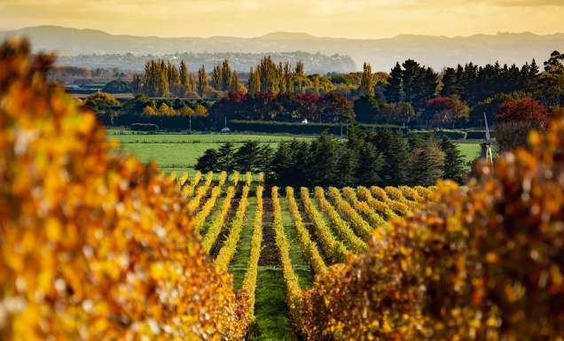 Autumn colour in the vineyard in the Hawkes Bay New Zealand