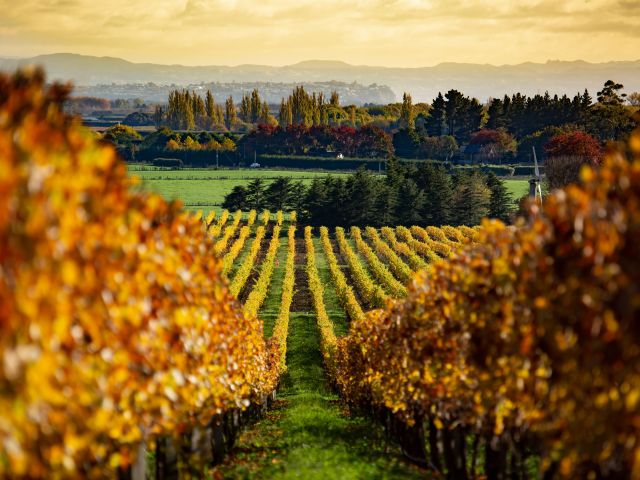 Autumn colour in the vineyard in the Hawkes Bay New Zealand 