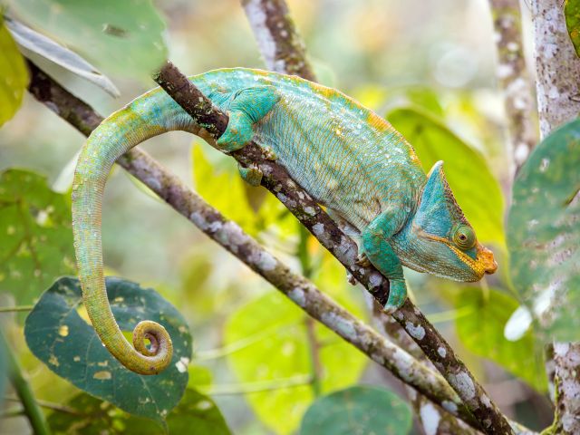 A Parsons Chameleon in a National Park in Madagascar