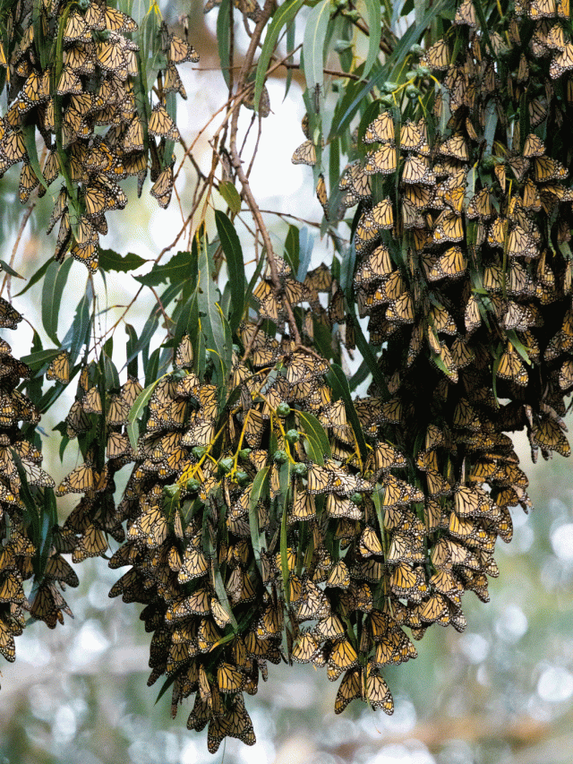 pismo butterfly grove