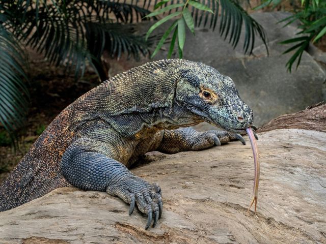 komodo dragon in indonesia