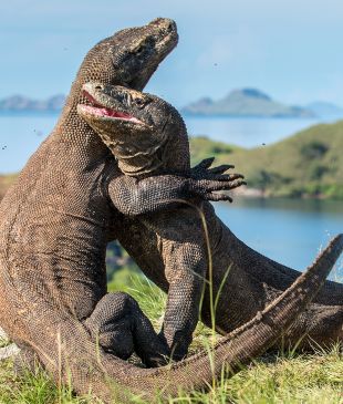 <p>Few adventure to this part of <strong>Indonesia</strong>, but <em>here’s why you should</em></p>