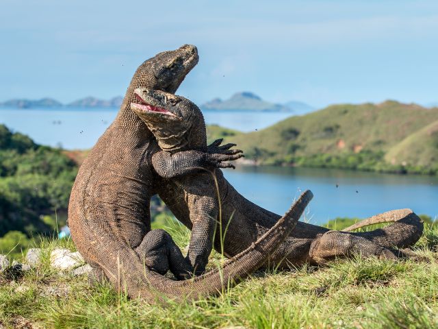 two komodo dragons fighting on komodo island in indonesia during a coral expeditions cruise