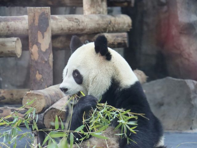 a panda eating bamboo