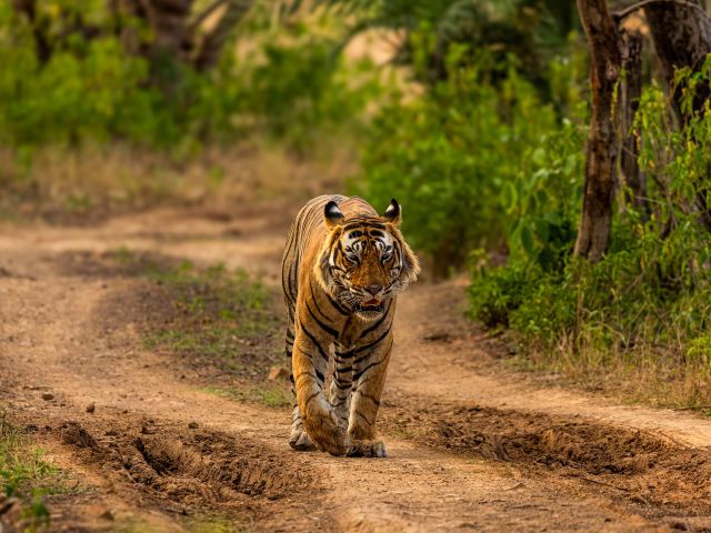 A bengal tiger walking.