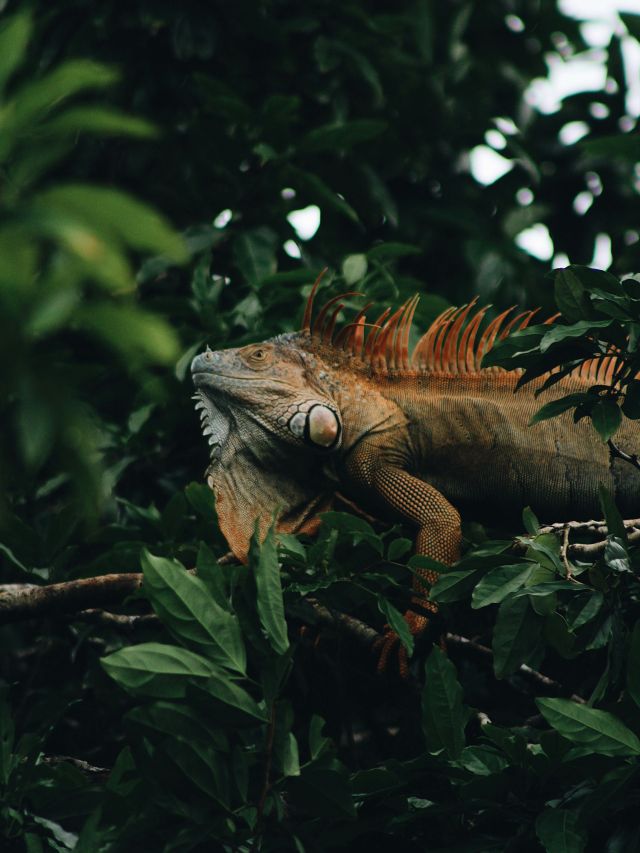 iguana in Costa Rica