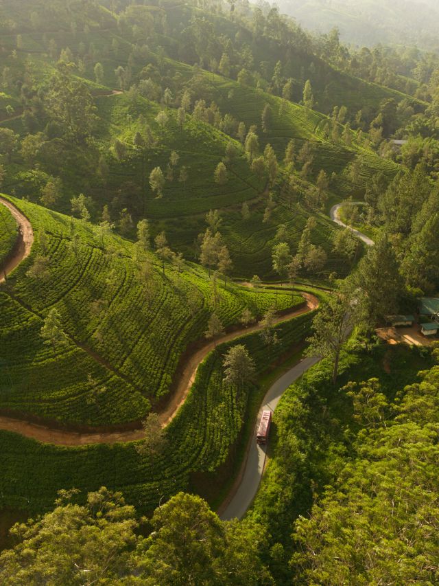 Ceylon tea trails in Sri Lanka