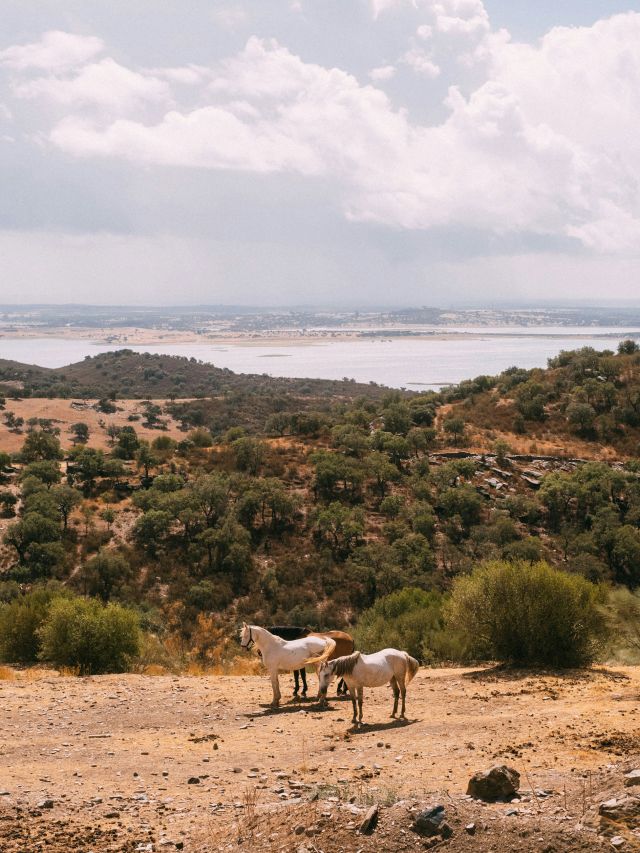 horses in Portugal