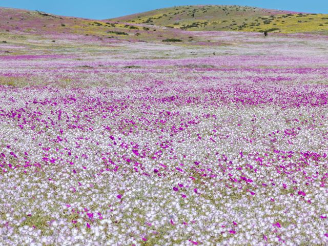 Atacama Desert superbloom pink and white flowers