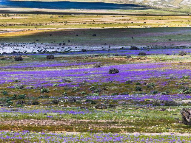 From time to time rain comes to Atacama Desert, when that happens thousands of flowers grow along the desert from seeds that are from hundreds of years ago, amazing the 