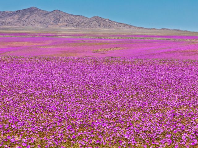 A rare phenomenon, flowers fields inside Atacama Desert superbloom