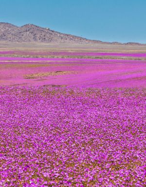 A rare phenomenon, flowers fields inside Atacama Desert superbloom