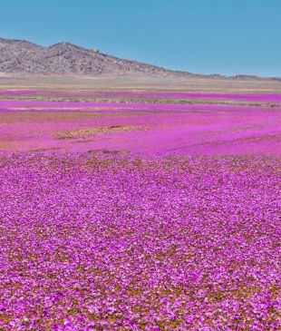<p>A <em>historic superbloom</em> event is happening right now in <strong>Chile’s Atacama Desert</strong></p>