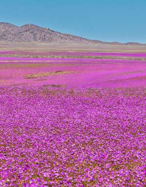 A rare phenomenon, flowers fields inside Atacama Desert superbloom