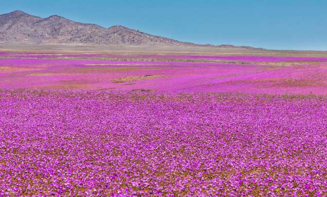 A rare phenomenon, flowers fields inside Atacama Desert superbloom