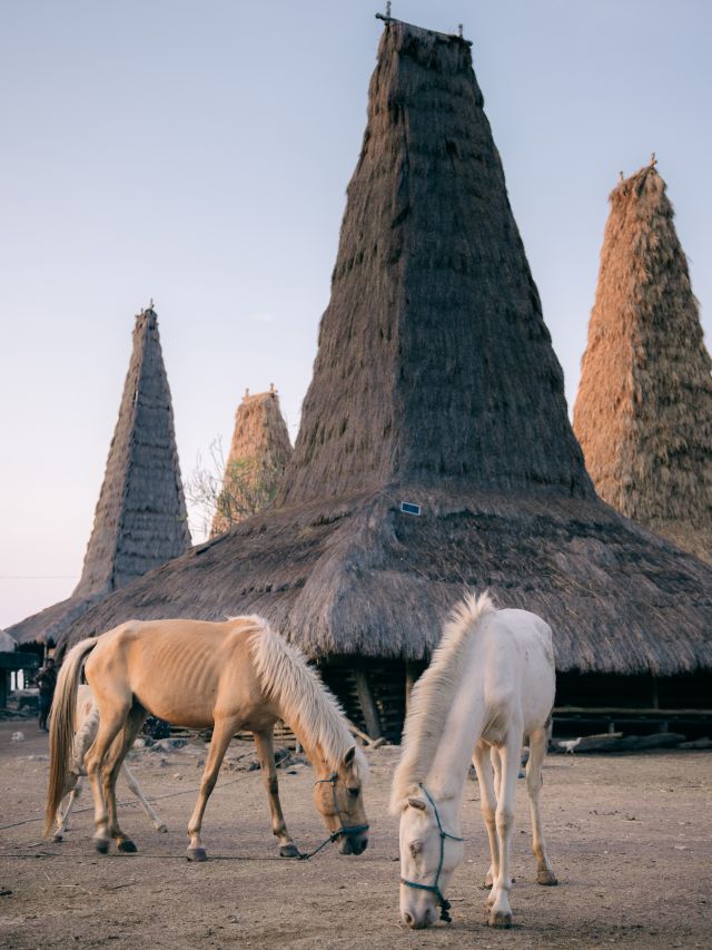 horses at Cap Karoso