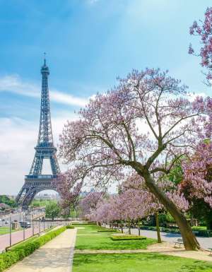 The Eiffel Tower with cherry blossoms blooming.