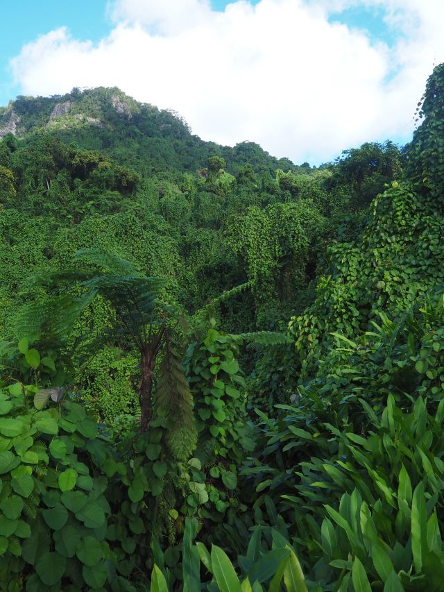 lush greenery at Jean-Michel Cousteau Resort