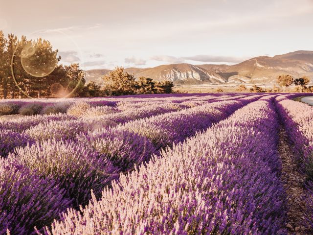 Lavender Route in France