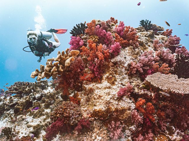 scuba diving in Fiji