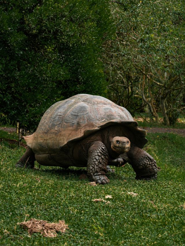 a tortoise in The Galápagos