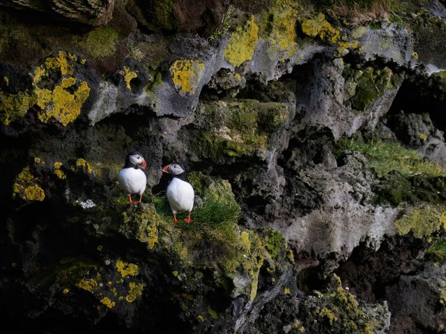Atlantic puffins in Wales