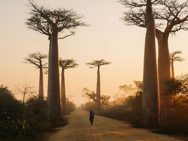 ancient baobabs in Madagascar