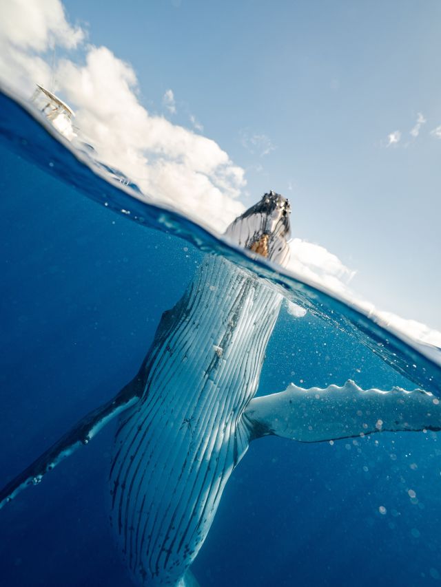 humpback whale in Tonga