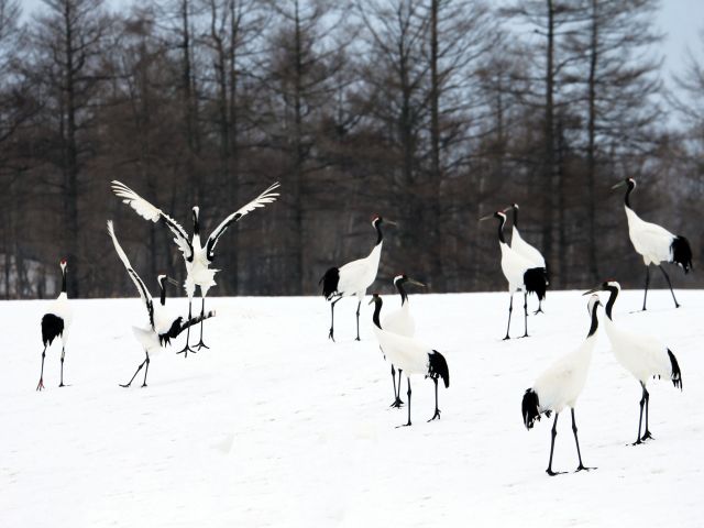 cranes in Hokkaido
