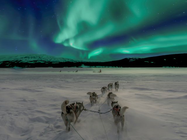 husky dogs pulling sled towards the northern lights in norway