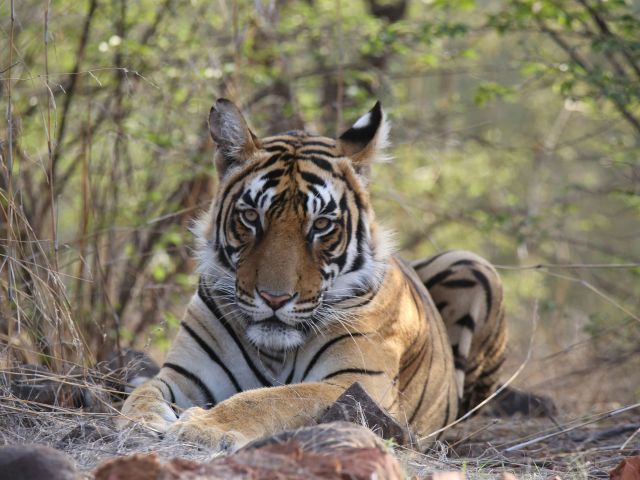 Bengal tigers in Ranthambore National Park india