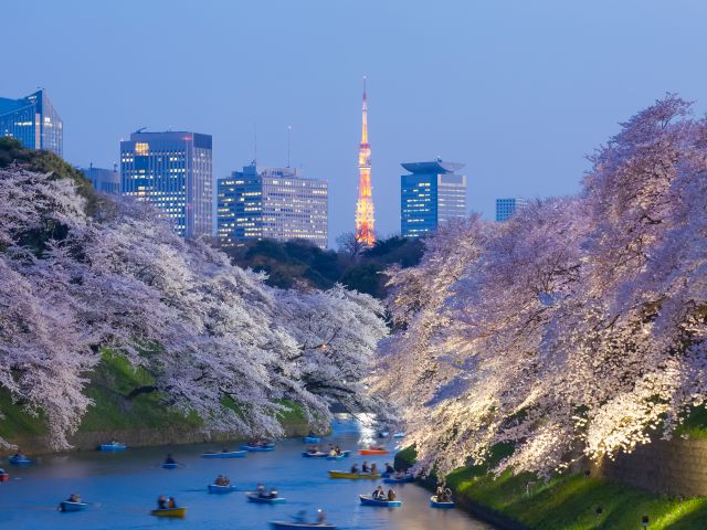 Cherry blossoms over a lake with the tokyo skyline in the background