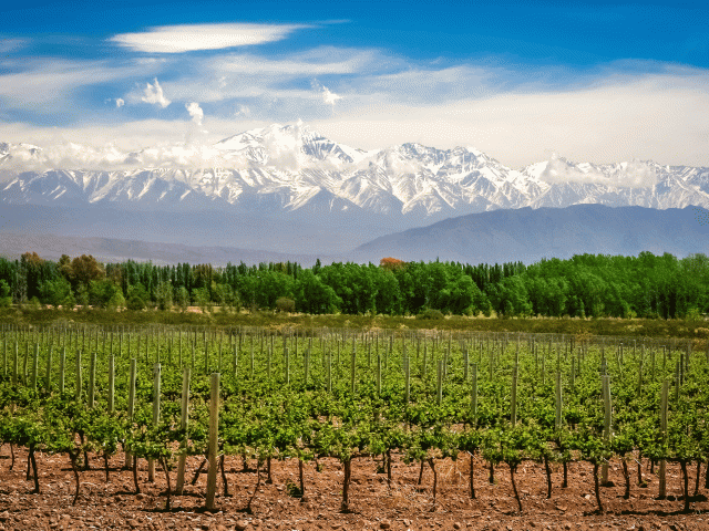 Mendoza vineyards in Argentina