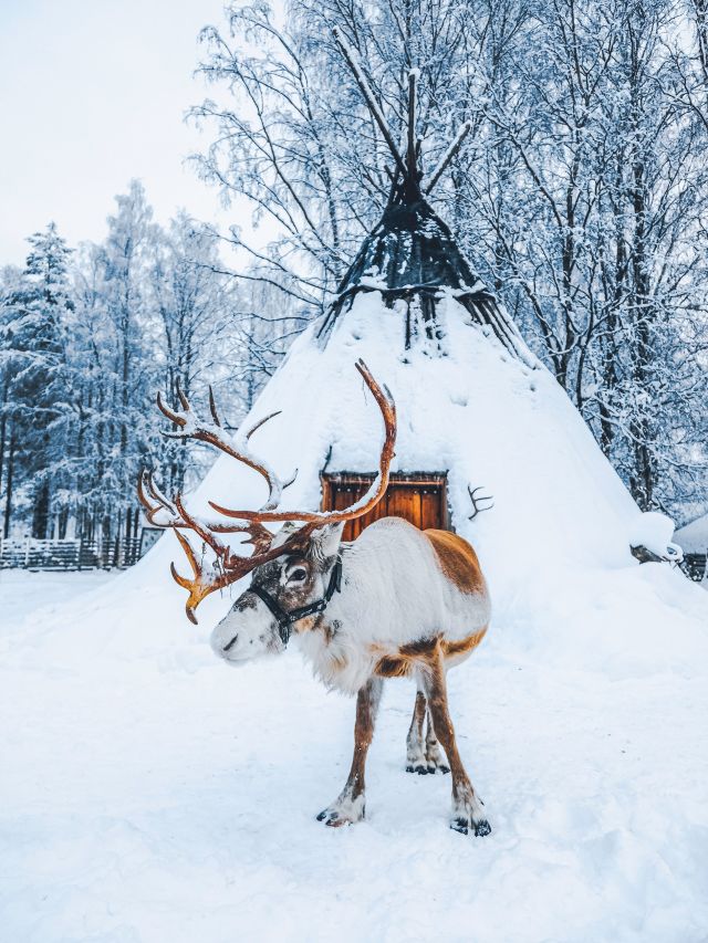 reindeer at Santa Claus village
