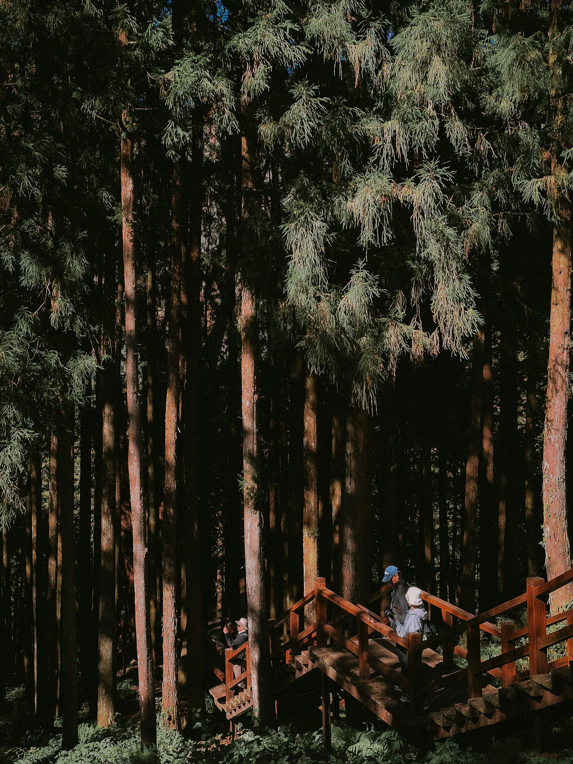 Alishan National Scenic Area