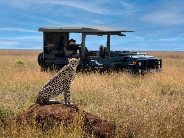 cheetah in safari