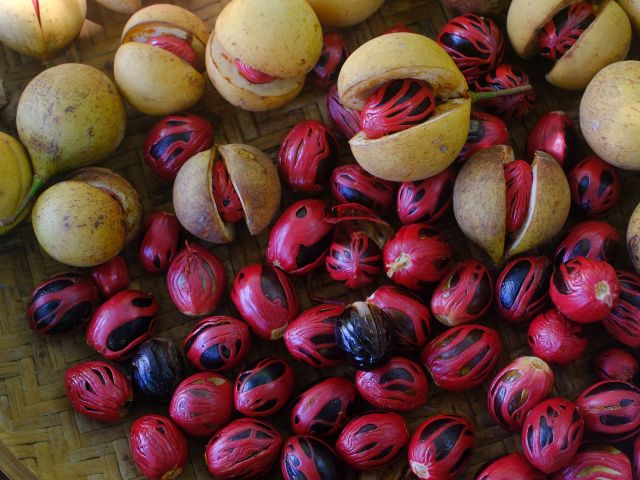 Nutmeg 