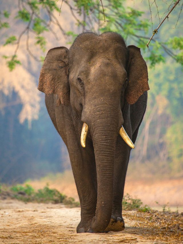 asian elephant in Sri Lanka’s Yala National Park