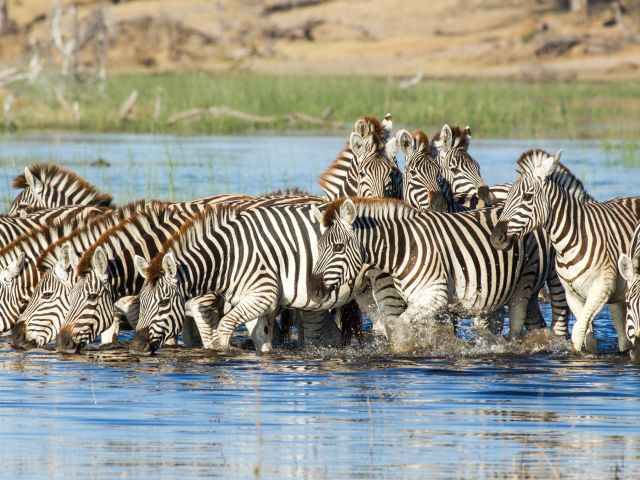 zebras in a river