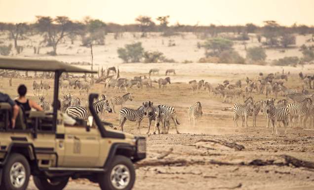 zebra migration safari