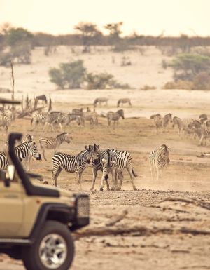 zebra migration safari
