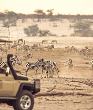 <p>The <em>zebra migration</em> you’ve <em>probably </em>never heard of is happening in <strong>Botswana</strong></p>