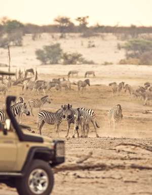 zebra migration safari