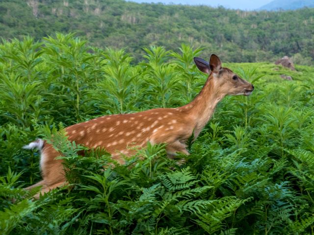 Shiretoko National Park, located on the Shiretoko Peninsula in eastern Hokkaido