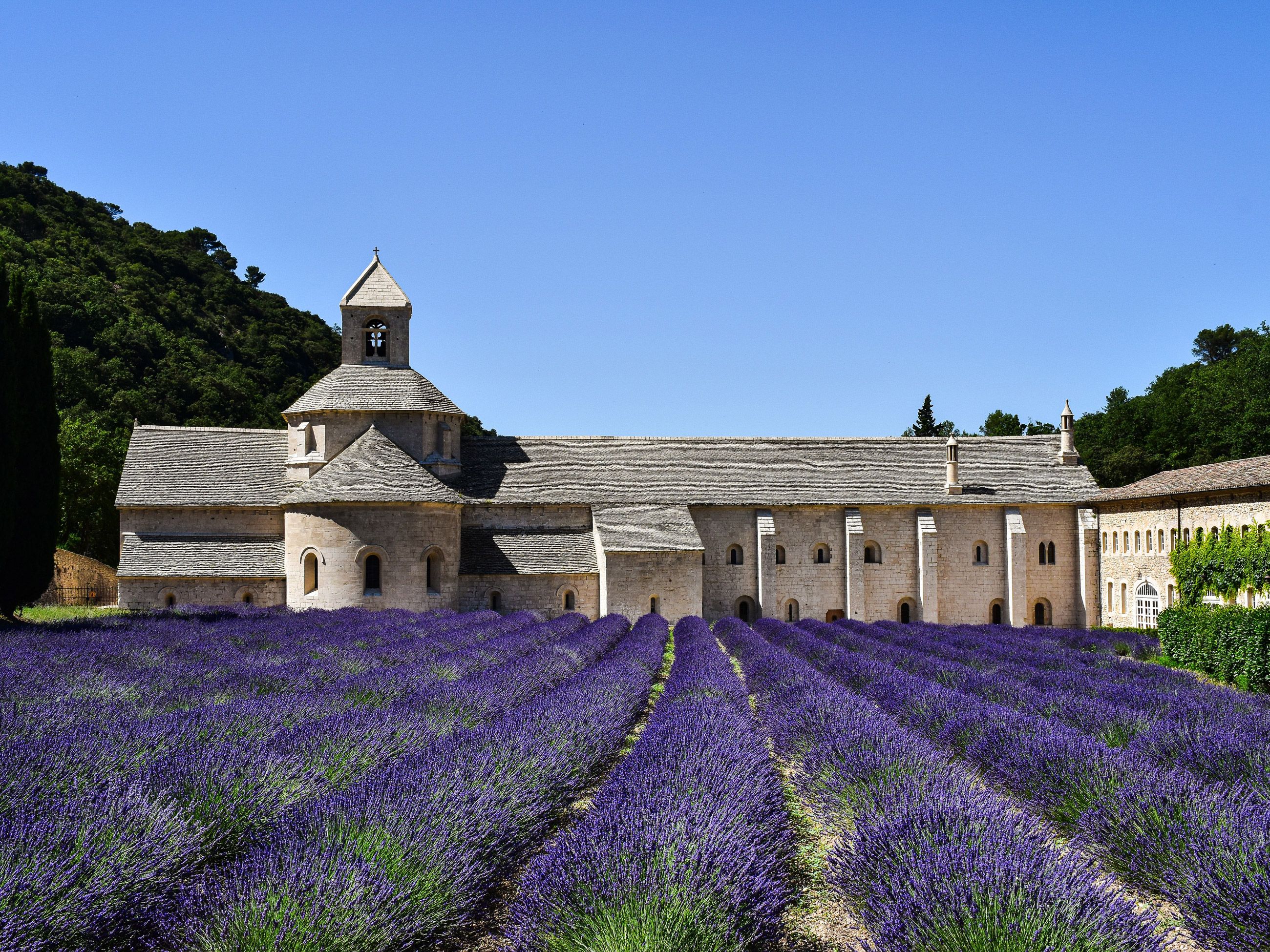 purple lavender fields in Provence