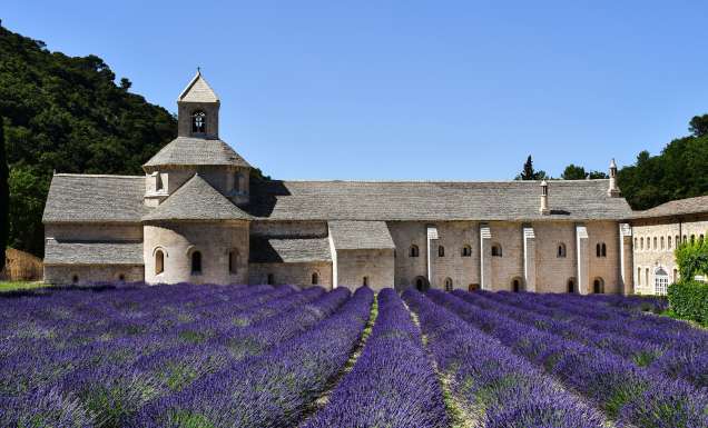 purple lavender fields in Provence
