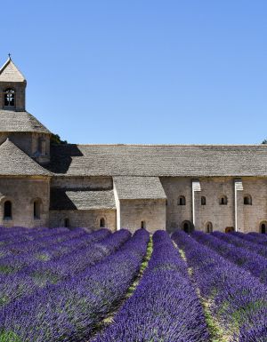 purple lavender fields in Provence